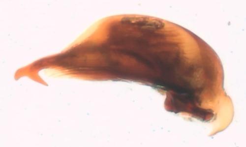 Réf. 295 268 : Microlestes abeillei